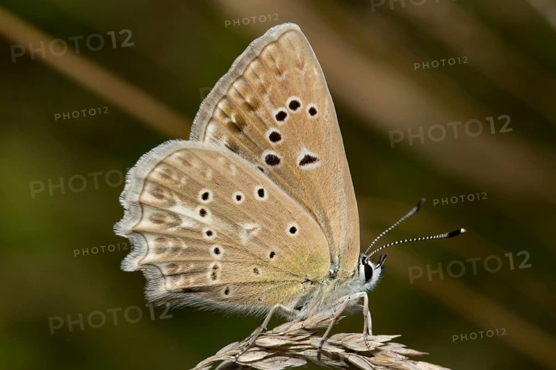Meleager's (Polyommatus daphnis) blue