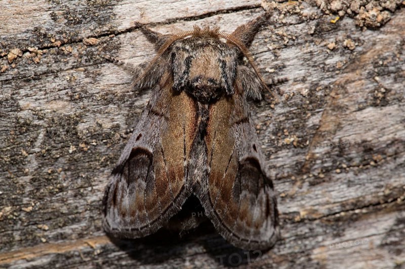 Pebble prominent (Notodonta ziczac)