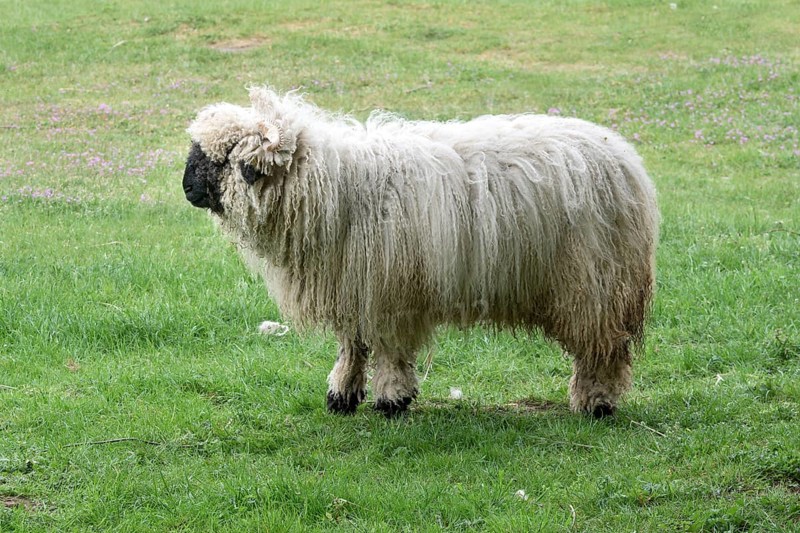 Valais blacknose sheep