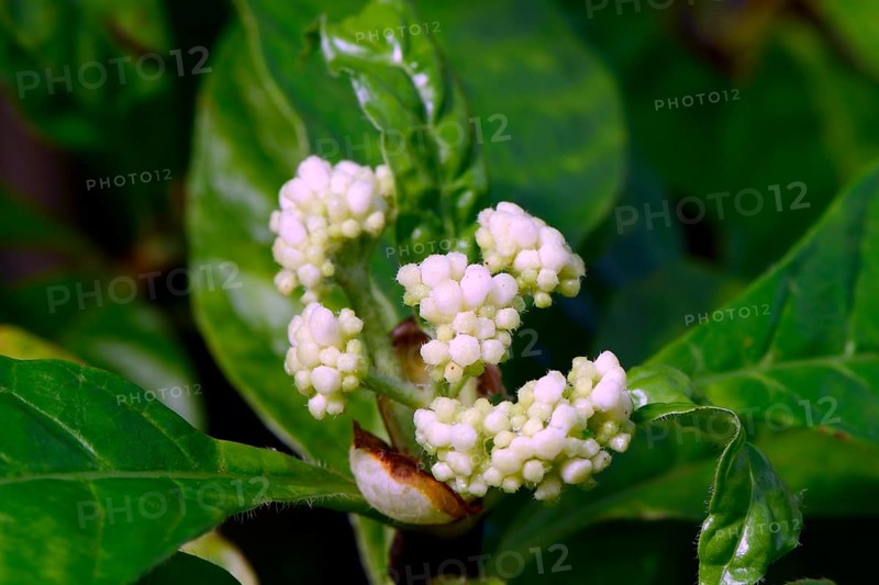 Gearderte ipecac (Psychotria nervosa) Occurrence Central America