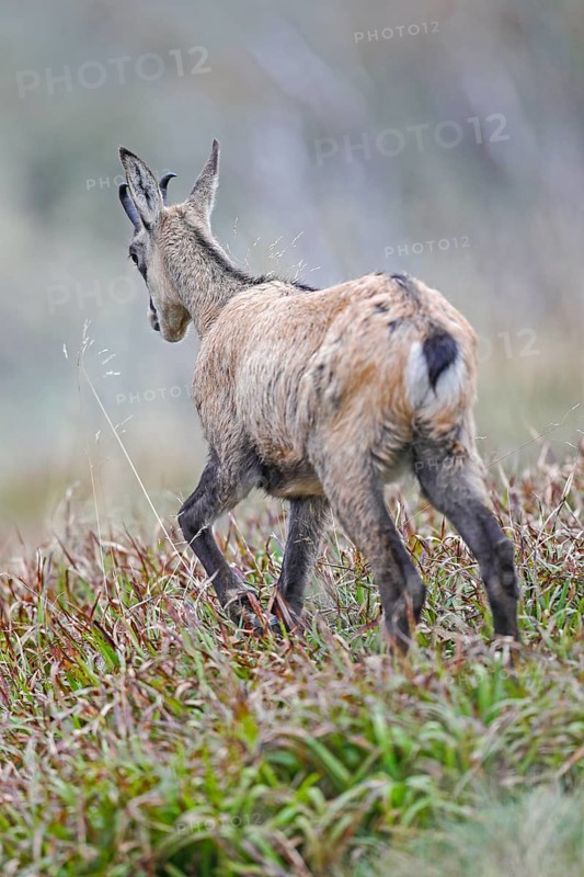 Chamois (Rupicapra rupicapra)