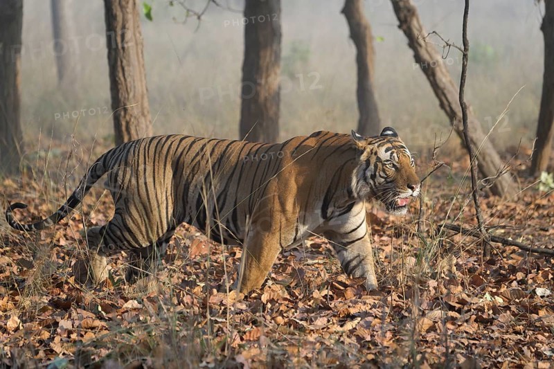 Male Bengal tiger (Panthera tigris tigris) walking in the forest
