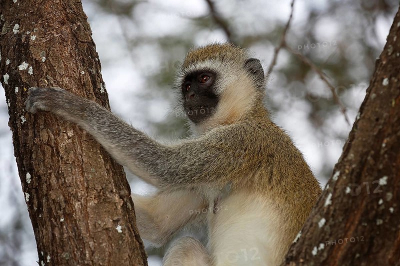 Southern vervet monkey (Chlorocebus pygerythrus)