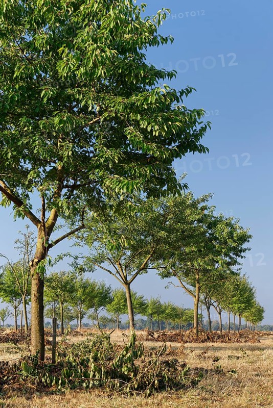 Apple trees (Malus)