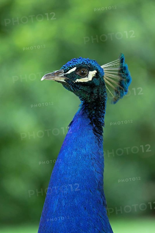 Indian peafowl (Pavo cristatus)