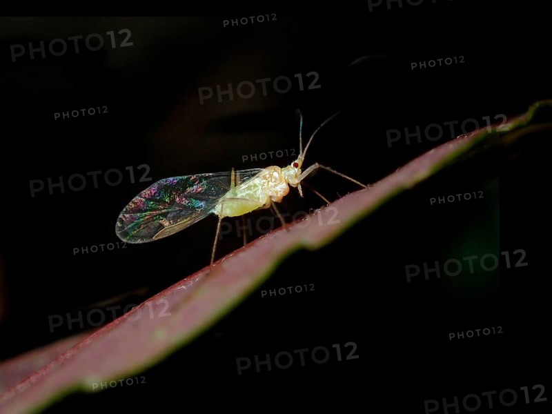 Yellow dark-veined birch aphid (Calaphis flava)