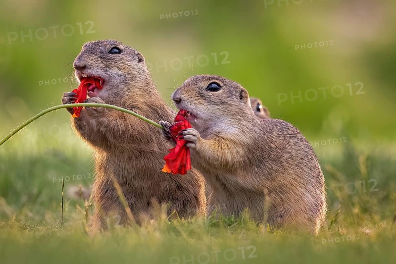 European ground squirrel (Spermophilus citellus) feeding on poppy flowers