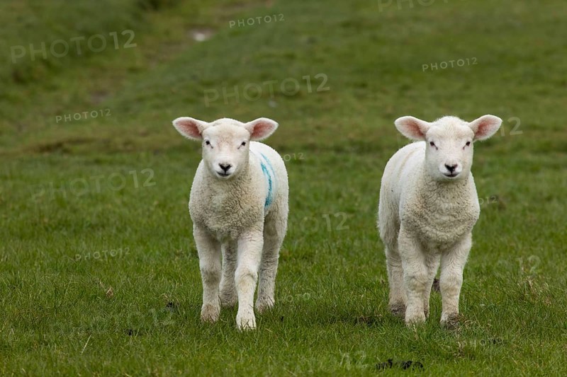 Domestic sheep