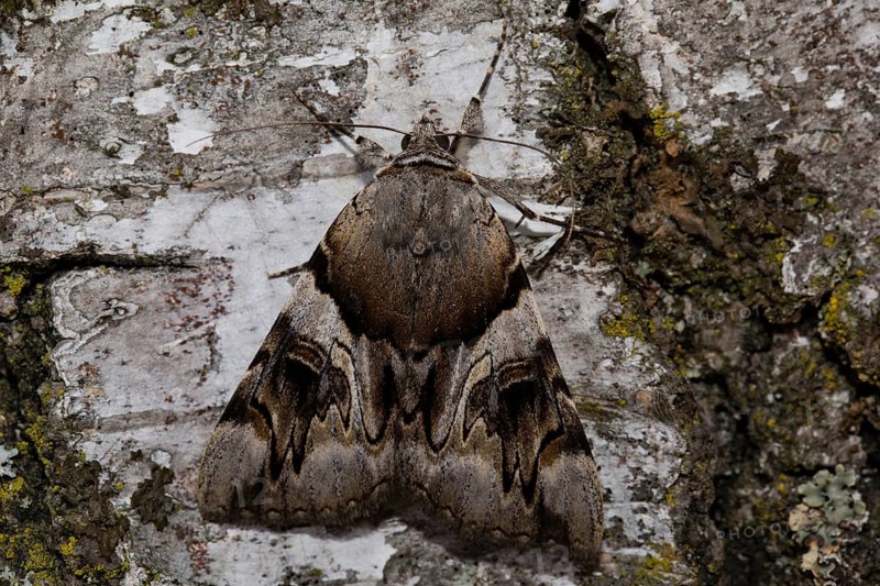Yellow bands under the wing (Catocala fulminea)