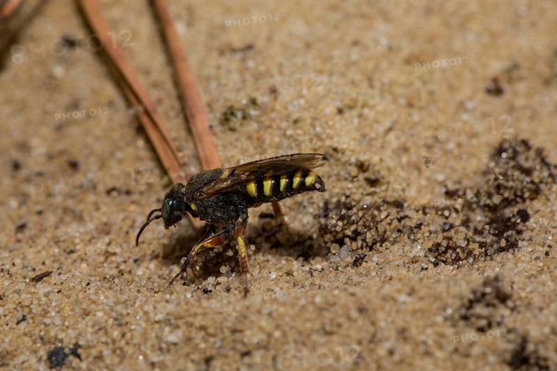 Small-scale (Oxybelus argentatus) sympatric digger wasp