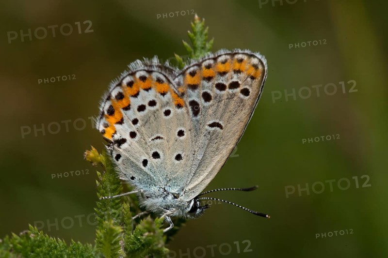Reverdin's (Plebejus argyrognomon) blue