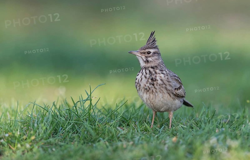 Crested lark (Galerida cristata)
