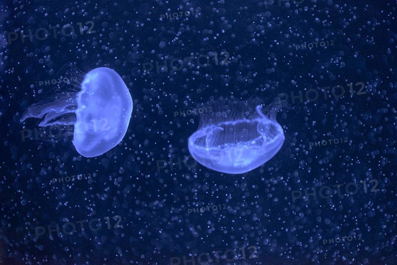 Common jellyfish (Aurelia aurita) Baltic Sea Info Center