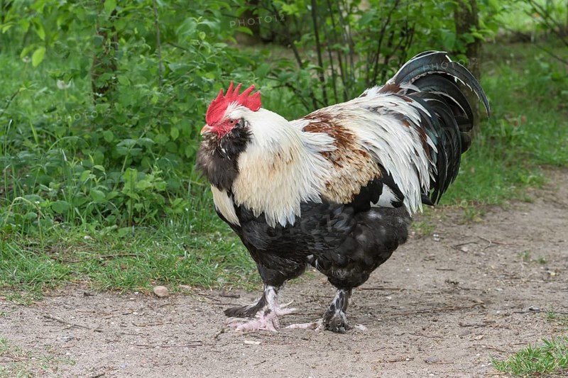 German salmonDomestic Chicken (Gallus gallus domesticus)