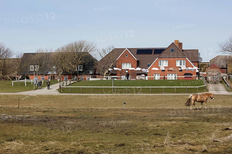 Backenswarft
