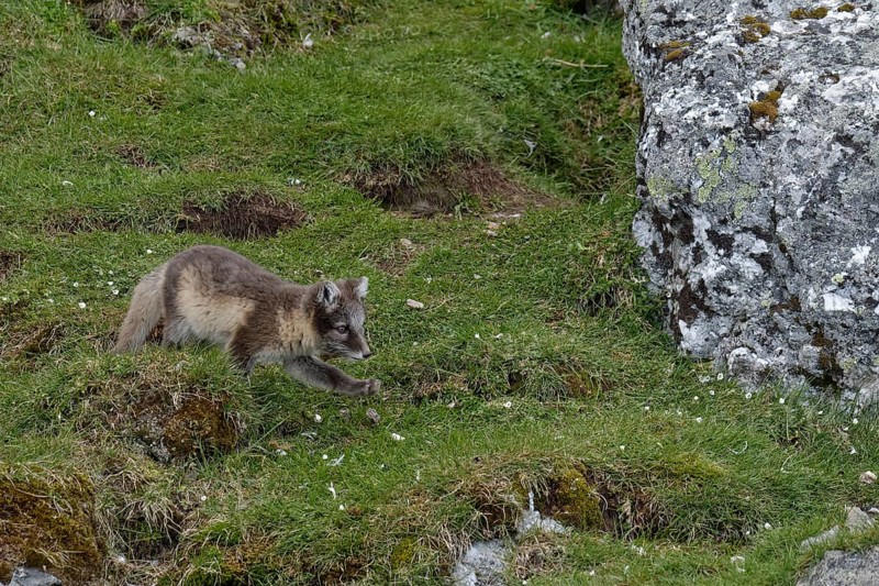 Young Arctic fox (Vulpes lagopus)