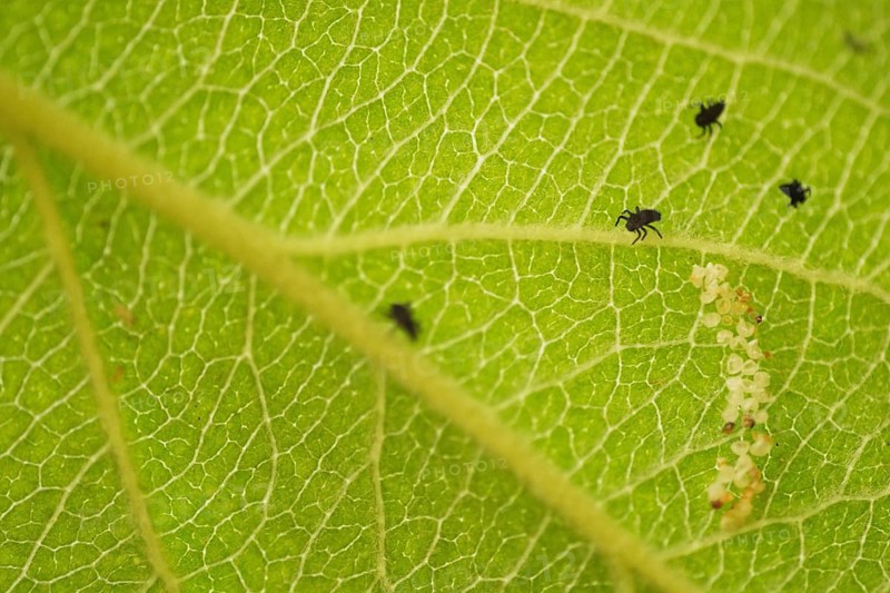 Ladybird (Coccinellidae) and eggs