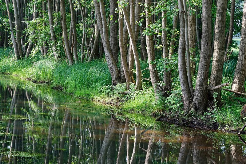 Watercourse through red alder scrub forest (Alnus glutinosa)
