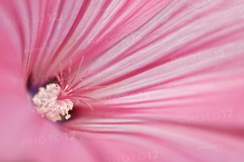 Annual mallow (Lavatera trimestris)