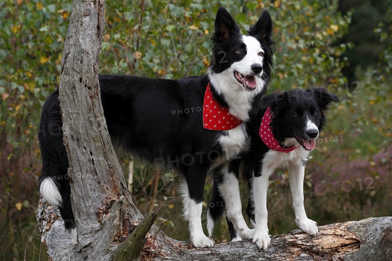 Border Collies