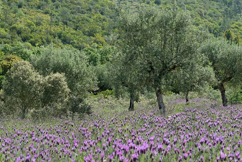 Olive grove (Olea europaea) with lavender (Lavandula stoechas)
