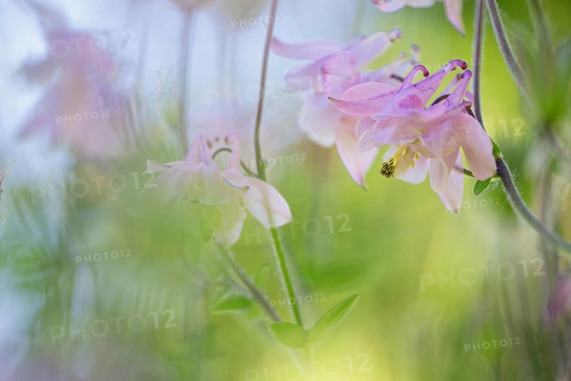 Columbine (Aquilegia vulgaris)