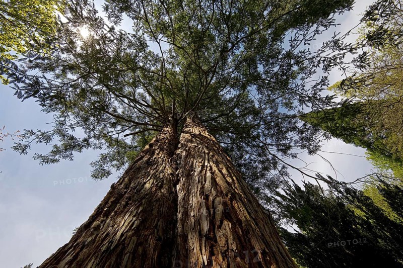 Giant sequoia (Sequoiadendron giganteum)