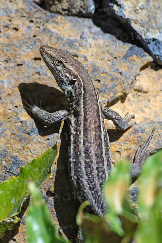 Female Gallotia galloti (Gallotia galloti palmae) El Paso