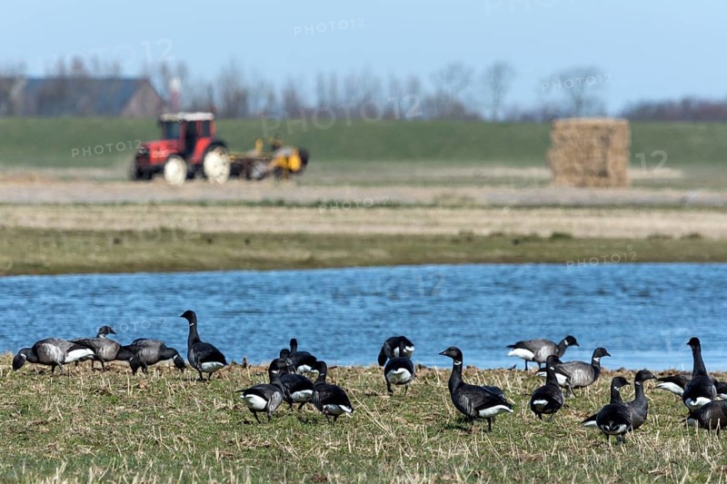 Brent geese or Brant Geese (Branta bernicla)