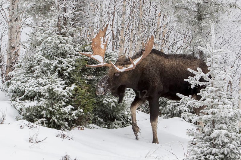 Dominant elk bull that feeds on balsam fir in late autumn
