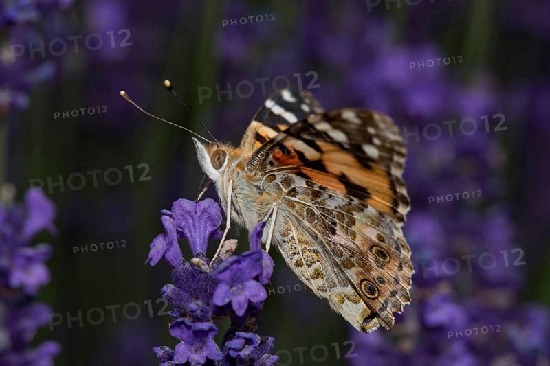 Painted lady (Vanessa cardui)