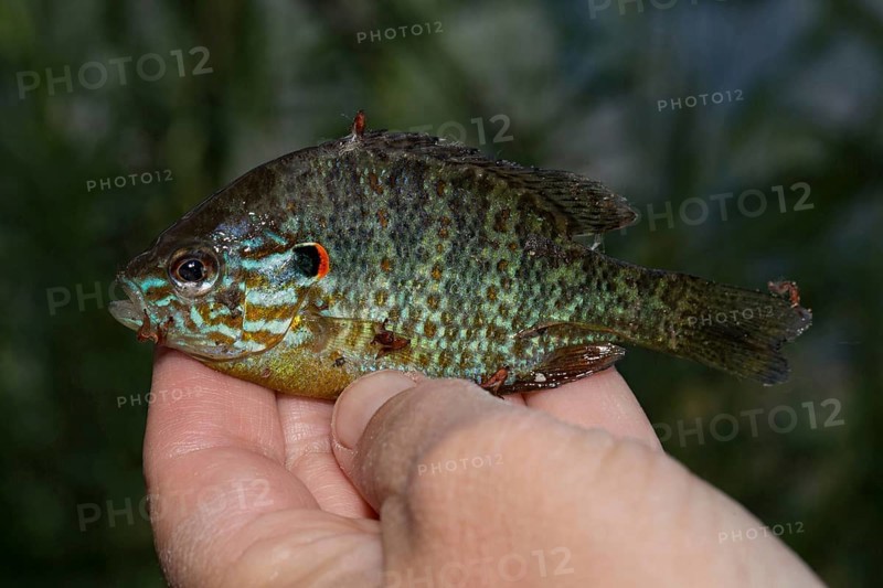 Common pumpkinseed sunfish (Lepomis gibbosus) in hand