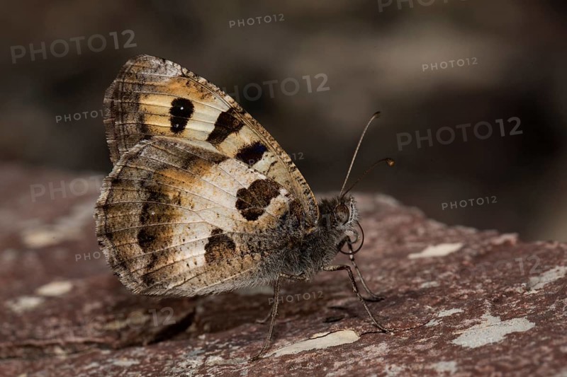 Hermit (Chazara briseis) butterfly