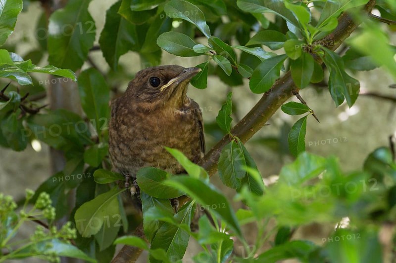 Blackbird (Turdus merula)