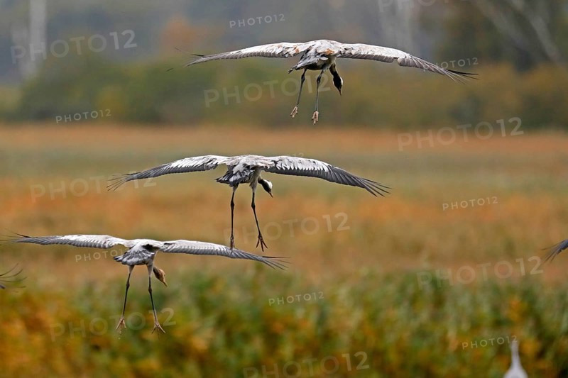 Cranes (Grus grus)