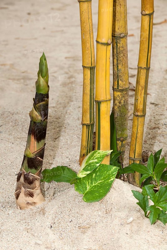 Bamboo (Bambuseae)