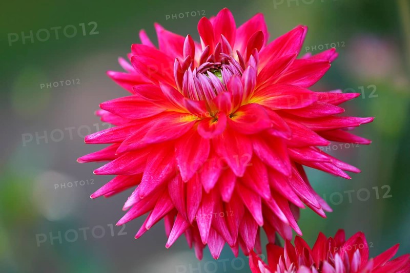 Cactus dahlia (dahlia cultivar)
