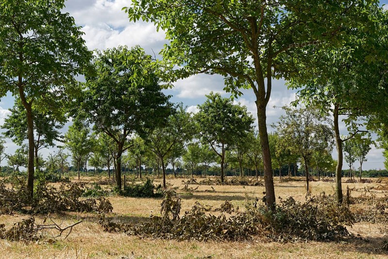 Apple trees (Malus)