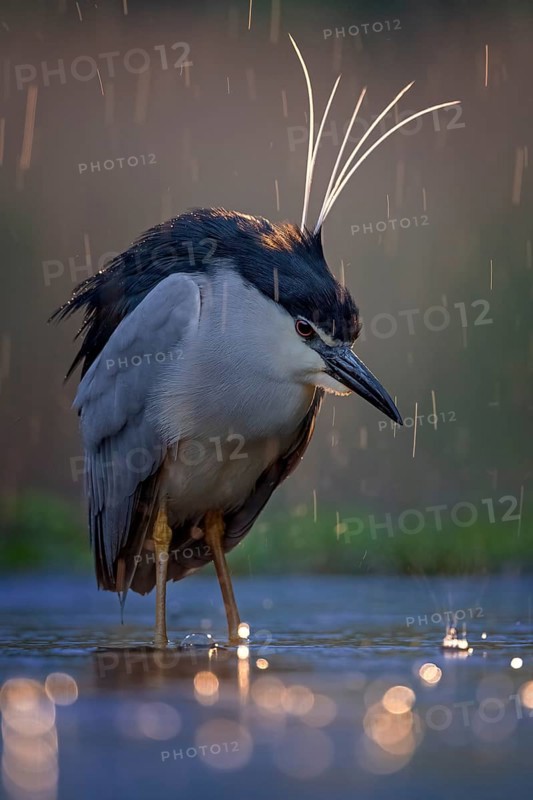 Black crowned night heron (Nycticorax nycticorax) Decorative feathers on head