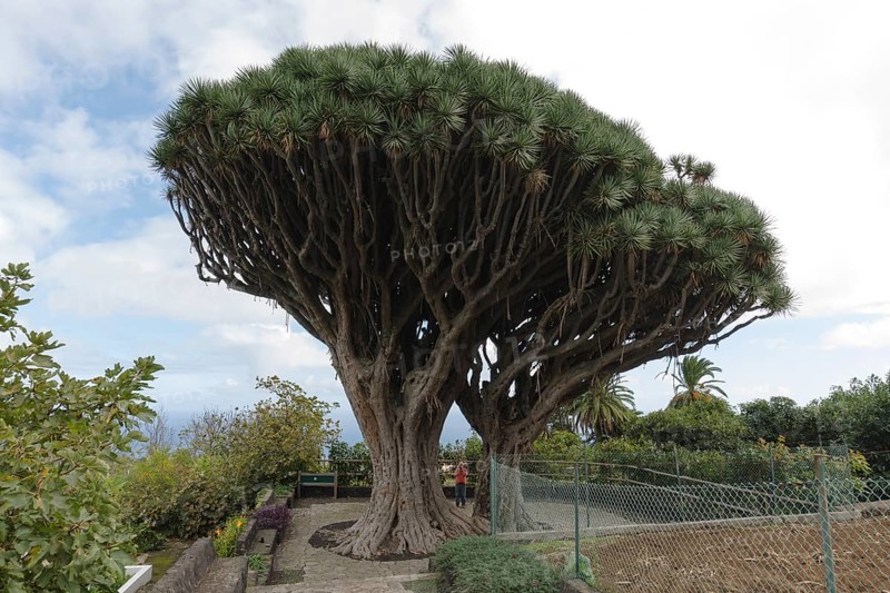 Canary Islands dragon tree (Dracaena draco) twin dragon tree