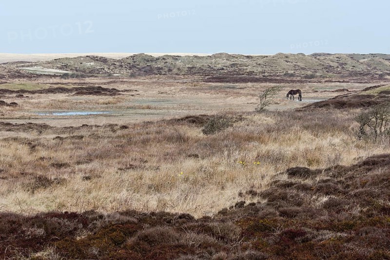 Exmoor Pony