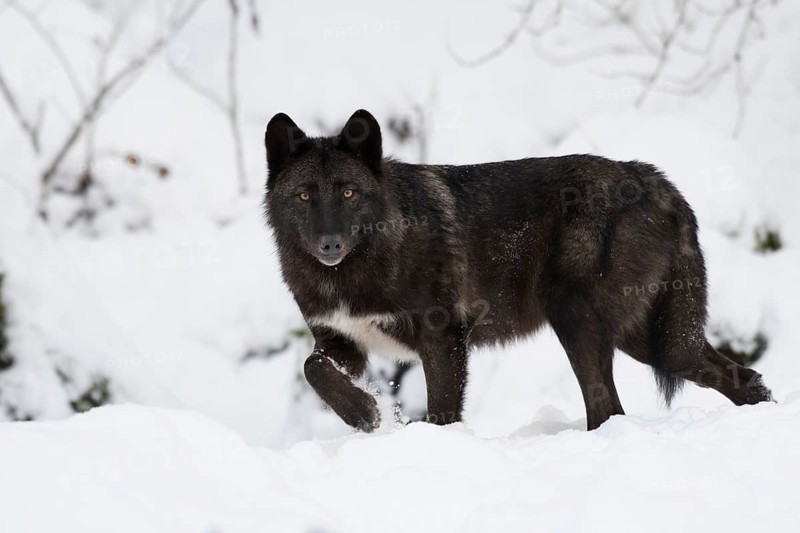 Algonquin wolf (Canis lupus lycaon)