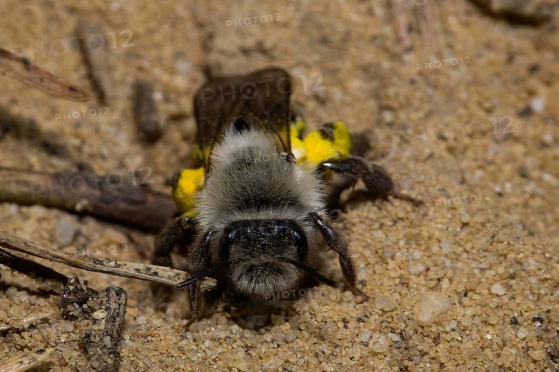 Grey-backed Mining-bee (Andrena vaga)