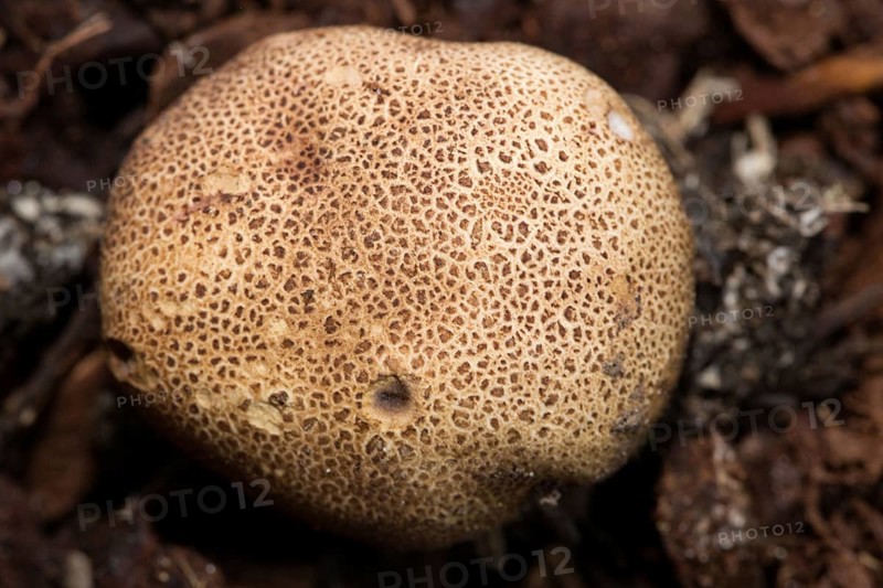 Leopard Earthball fungus (Scleroderma areolatum)