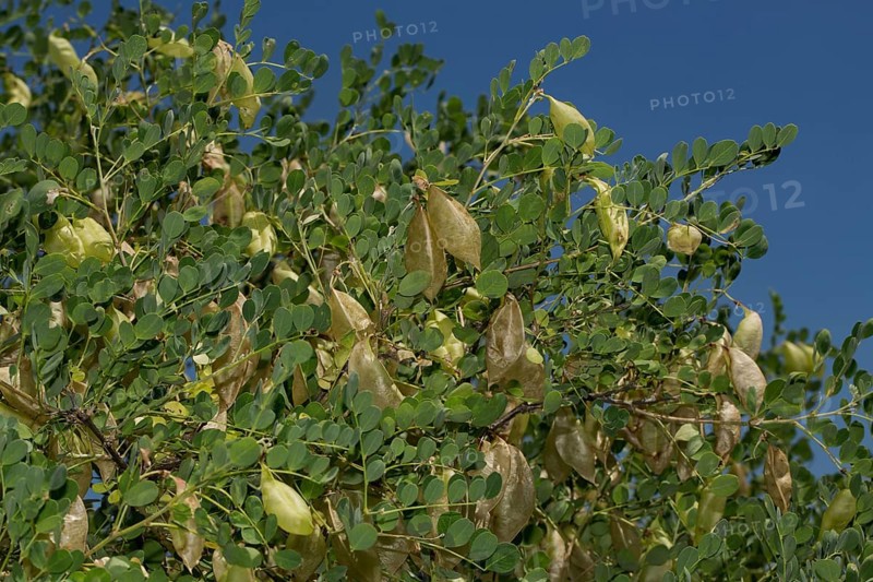 Bladder senna (Colutea arborescens)