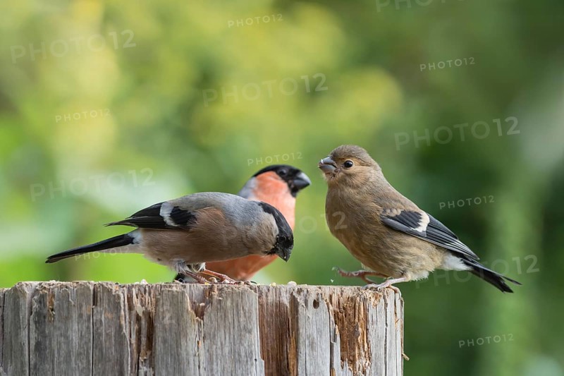 Eurasian bullfinch (Pyrrhula pyrrhula)