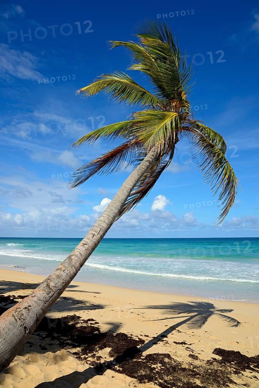 Sloping palm tree