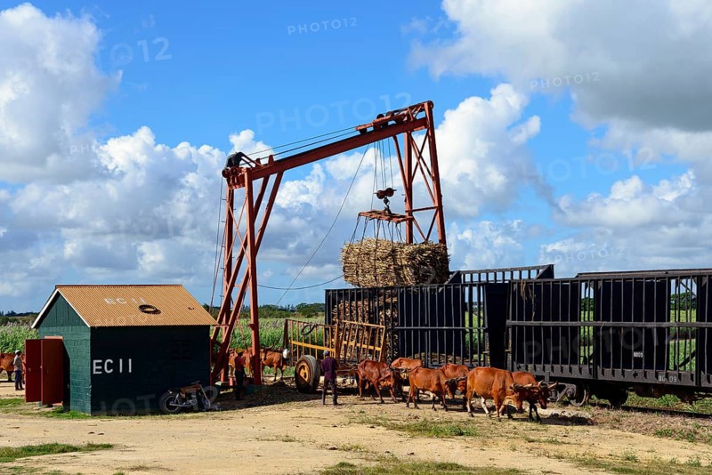 Oxcart