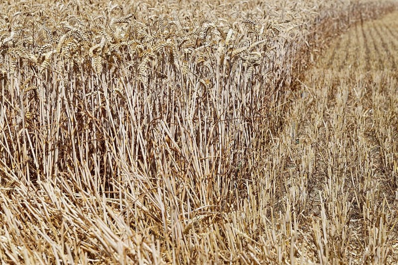 Field with wheat (Triticum) during harvest