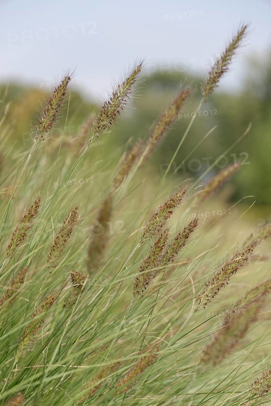 Dwarf Fountain Grass (Pennisetum alopecuroides)